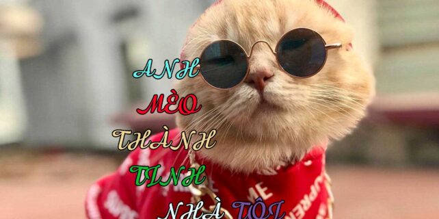 anh-meo-thanh-tinh-nha-toi