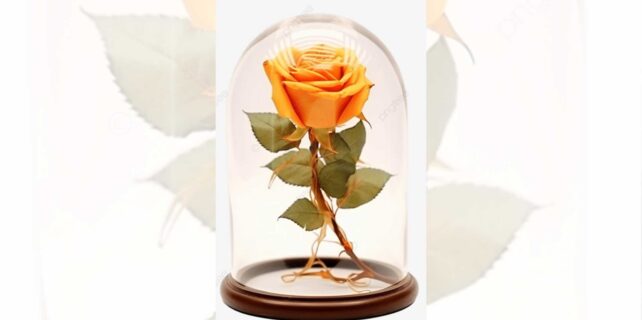 ai-da-cham-soc-bong-hong-nha-ben